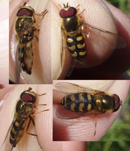 Réf. 232 758 : Lapposyrphus lapponicus